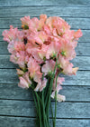 Sweet Pea, 'Heaven Scent'