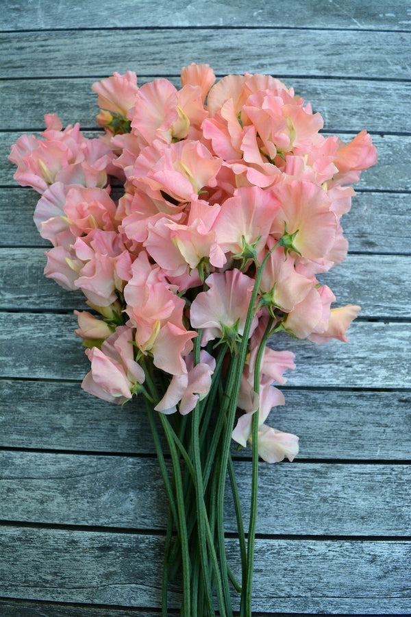 Sweet Pea, 'Heaven Scent'