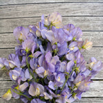 Load image into Gallery viewer, Sweet Pea, &#39;Kingfisher&#39;
