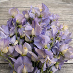 Load image into Gallery viewer, Sweet Pea, &#39;Kingfisher&#39;
