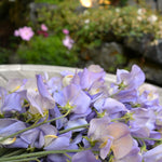 Load image into Gallery viewer, Sweet Pea, &#39;Kingfisher&#39;
