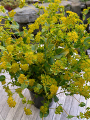 Load image into Gallery viewer, Bupleurum, &#39;Green Gold&#39;
