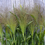Load image into Gallery viewer, Ornamental Grass, &#39;Frosted Explosion&#39;
