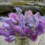 Load image into Gallery viewer, Sweet Pea, &#39;Turquoise Lagoon&#39;
