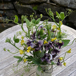 Load image into Gallery viewer, Sweet Pea Sp., &#39;Lathyrus Chloranthus&#39;
