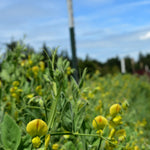 Load image into Gallery viewer, Sweet Pea Sp., &#39;Lathyrus Chloranthus&#39;
