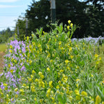 Load image into Gallery viewer, Sweet Pea Sp., &#39;Lathyrus Chloranthus&#39;
