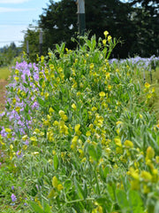 Load image into Gallery viewer, Sweet Pea Sp., &#39;Lathyrus Chloranthus&#39;
