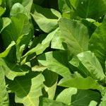 Load image into Gallery viewer, Nicotiana, &#39;Only the Lonely&#39;
