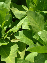 Load image into Gallery viewer, Nicotiana, &#39;Only the Lonely&#39;
