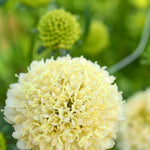 Load image into Gallery viewer, Scabiosa, &#39;Fata Morgana&#39;
