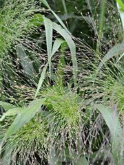 Load image into Gallery viewer, Ornamental Grass, &#39;Frosted Explosion&#39;

