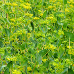 Load image into Gallery viewer, Bupleurum, &#39;Green Gold&#39;
