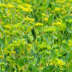 Load image into Gallery viewer, Bupleurum, &#39;Green Gold&#39;
