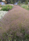 Ornamental Grass, 'Frosted Explosion'