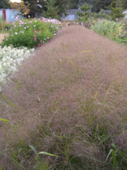 Load image into Gallery viewer, Ornamental Grass, &#39;Frosted Explosion&#39;
