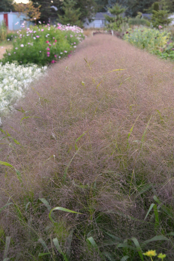 Ornamental Grass, 'Frosted Explosion'