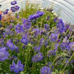 Load image into Gallery viewer, Scabiosa, &#39;Fama Deep Blue&#39;
