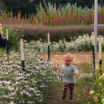 Load image into Gallery viewer, Nigella, &#39;Bridal Veil&#39;

