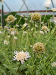 Load image into Gallery viewer, Scabiosa, &#39;Sternkugel&#39;
