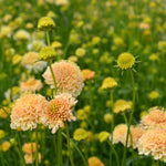 Load image into Gallery viewer, Scabiosa, &#39;Fata Morgana&#39;
