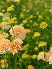 Load image into Gallery viewer, Scabiosa, &#39;Fata Morgana&#39;
