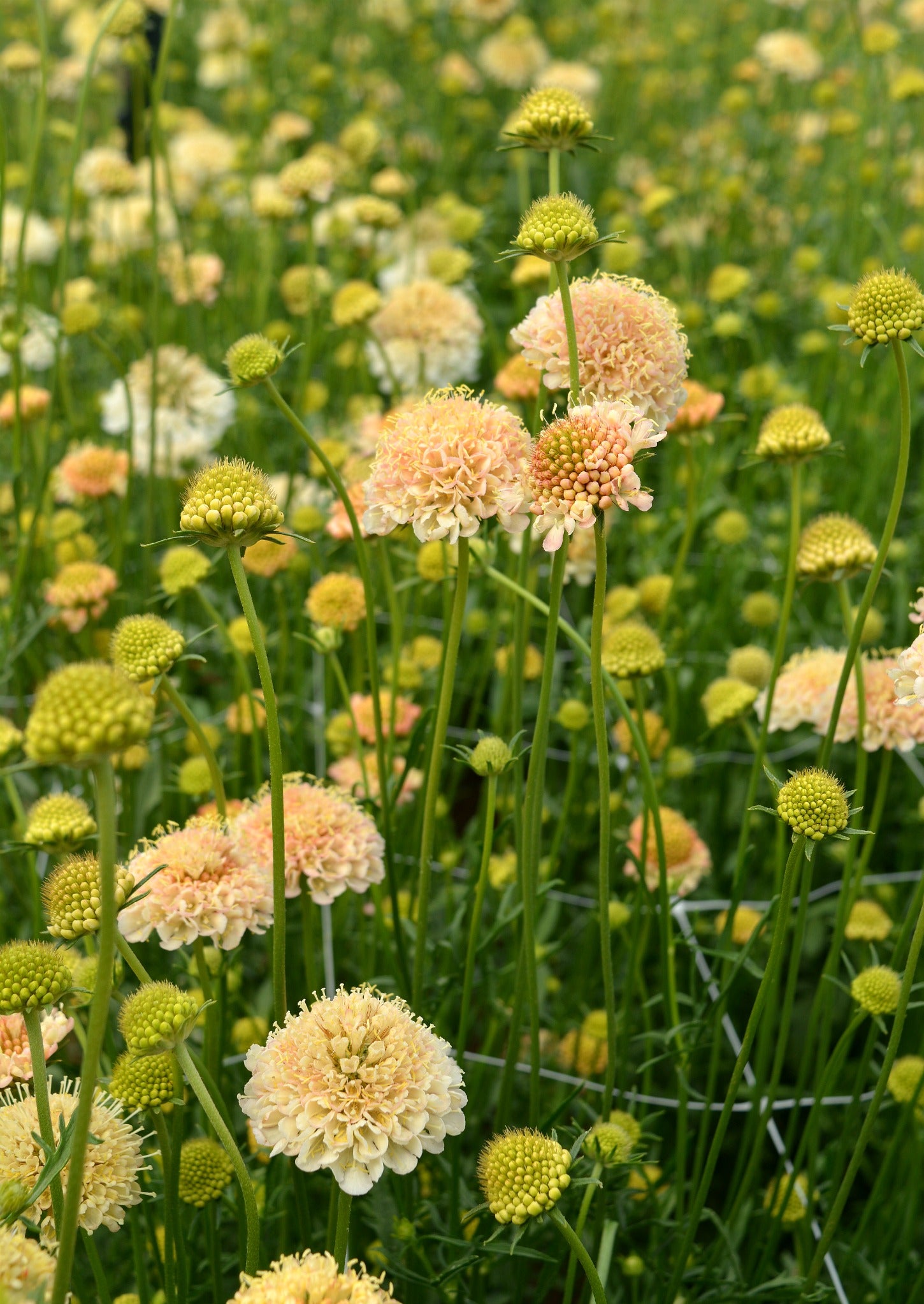 Stunning Fata Morgana Scabiosa Abstract for Your Screen Stunning Fata Morgana Scabiosa Abstract for Your Screen