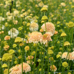 Load image into Gallery viewer, Scabiosa, &#39;Fata Morgana&#39;
