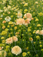 Load image into Gallery viewer, Scabiosa, &#39;Fata Morgana&#39;

