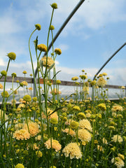 Load image into Gallery viewer, Scabiosa, &#39;Fata Morgana&#39;
