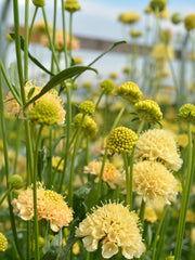Load image into Gallery viewer, Scabiosa, &#39;Fata Morgana&#39;

