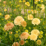 Load image into Gallery viewer, Scabiosa, &#39;Fata Morgana&#39;
