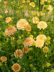 Load image into Gallery viewer, Scabiosa, &#39;Fata Morgana&#39;
