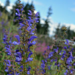 Load image into Gallery viewer, Salvia, &#39;Transylvanian Sage&#39;
