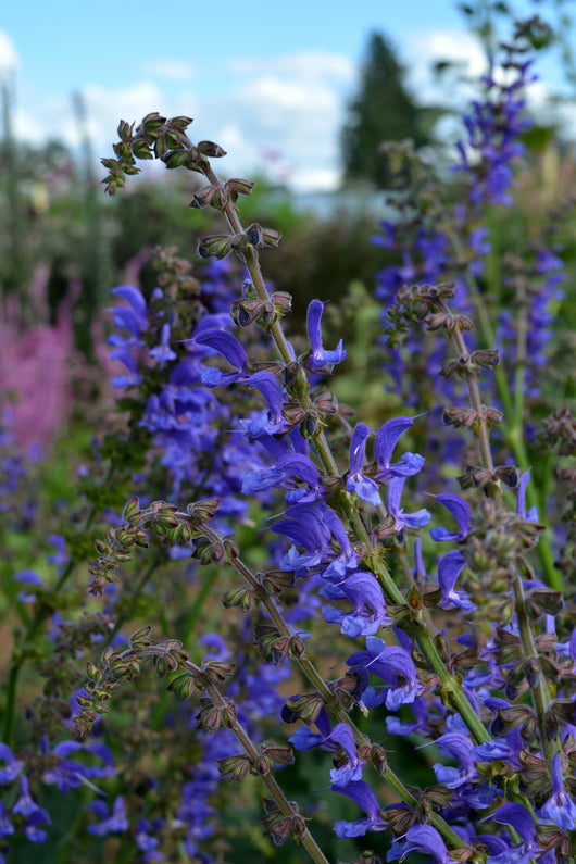 Salvia, 'Transylvanian Sage'