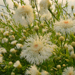 Load image into Gallery viewer, Basket Flower, &#39;Aloha Blanca&#39;
