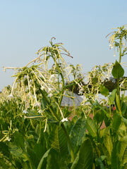 Load image into Gallery viewer, Nicotiana, &#39;Only the Lonely&#39;
