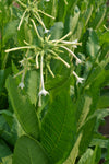 Nicotiana, 'Only the Lonely'