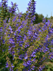 Load image into Gallery viewer, Salvia, &#39;Transylvanian Sage&#39;
