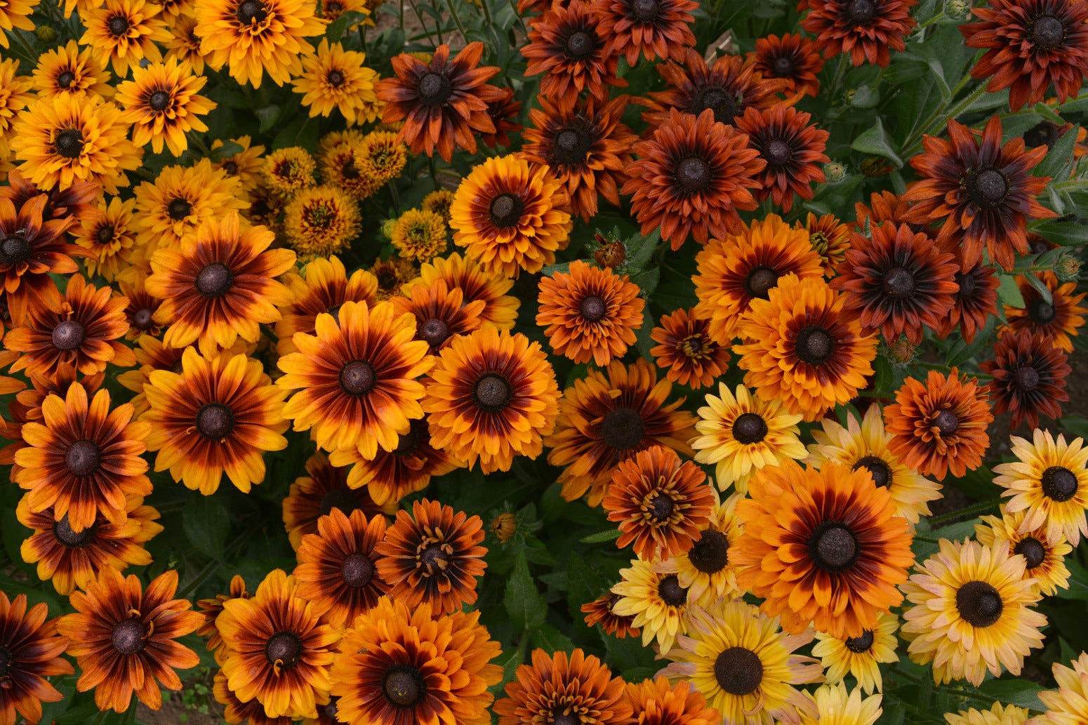 Fall Rudbeckia Rudbeckia, 'Autumn Sunset' | Uprising Seeds
