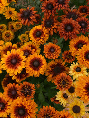 Load image into Gallery viewer, Rudbeckia, &#39;Autumn Sunset&#39;
