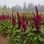 Load image into Gallery viewer, Amaranth, &#39;Elephant&#39;s Head&#39;
