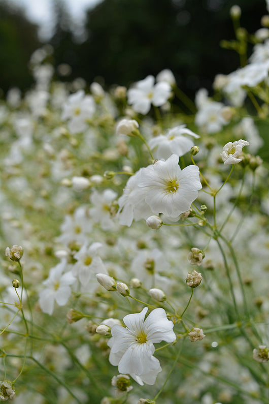 Gypsophila/Baby's Breath, 'Covent Garden'