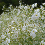 Load image into Gallery viewer, Gypsophila/Baby&#39;s Breath, &#39;Covent Garden&#39;

