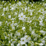 Load image into Gallery viewer, Saponaria, &#39;White Beauty&#39;
