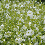 Load image into Gallery viewer, Saponaria, &#39;White Beauty&#39;
