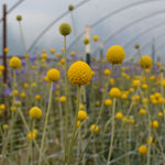 Load image into Gallery viewer, Craspedia, &#39;Sun Ball&#39;
