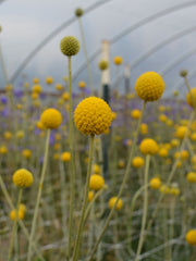 Load image into Gallery viewer, Craspedia, &#39;Sun Ball&#39;
