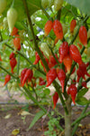 Hot Pepper, 'Biquinho Red'