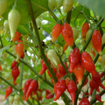 Load image into Gallery viewer, Hot Pepper, &#39;Biquinho Red&#39;
